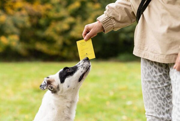 Hund schnuppert an einem gelben Hundeführerschein in einer Hand