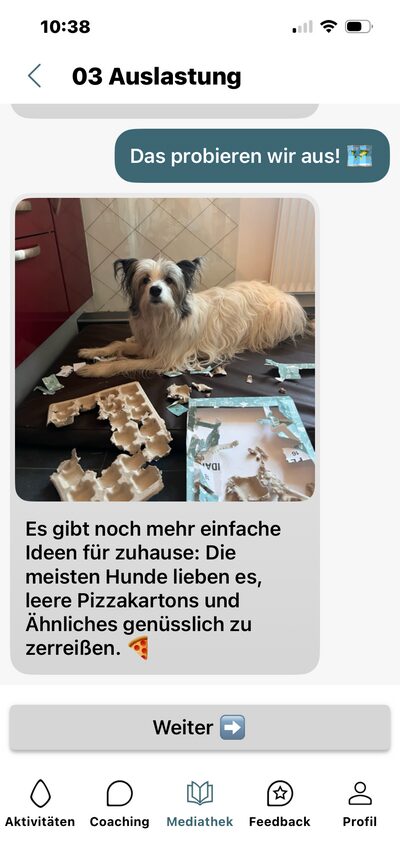 Lern-App, Lerninhalt Auslastung: Hund zwischen zerrissenen Pizzakartons und Ideen für zuhause