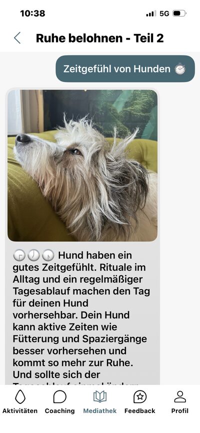 Lern-App, Lerninhalt Ruhe belohnen Teil 2: liegender Hund und Text zum Zeitgefühl von Hunden