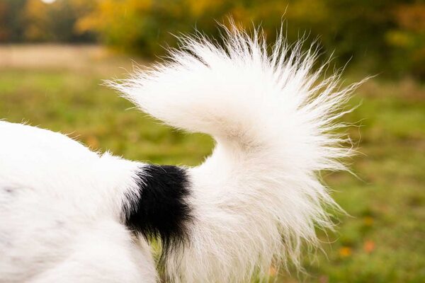 Buschige weiße Rute eines Hundes vor grüner Wiese
