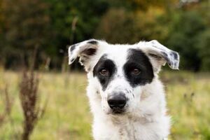 Schwarz-weißer Hund schaut aufmerksam nach vorn