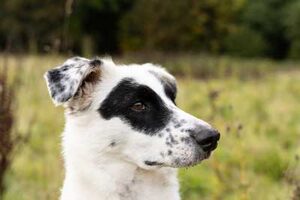 Schwarz-weißer Hund im Profil vor grünem Hintergrund