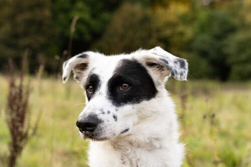 Schwarz-weißer Hund mit aufgestellten Ohren im Porträt auf einer Wiese