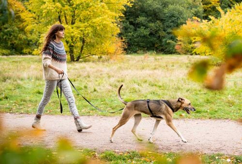 Tina Tschürtz geht mit einem Hund an lockerer Leine über einen Parkweg