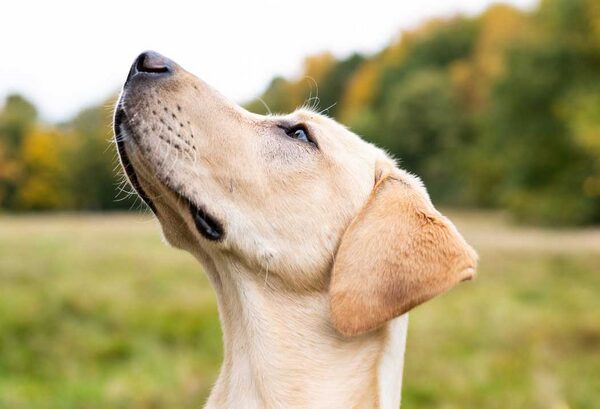 Heller Labrador blickt im Herbstlicht nach oben