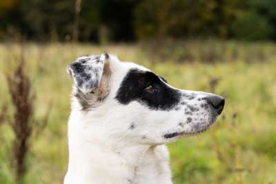 tierschutzhund-04